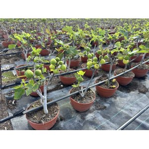 Figovník obyčajný (Ficus carica) ´BROWN TURKEY´ - výška: 30-40 cm, kont. C2,6L (-20°C) - BONSAJ (DECO MISA)